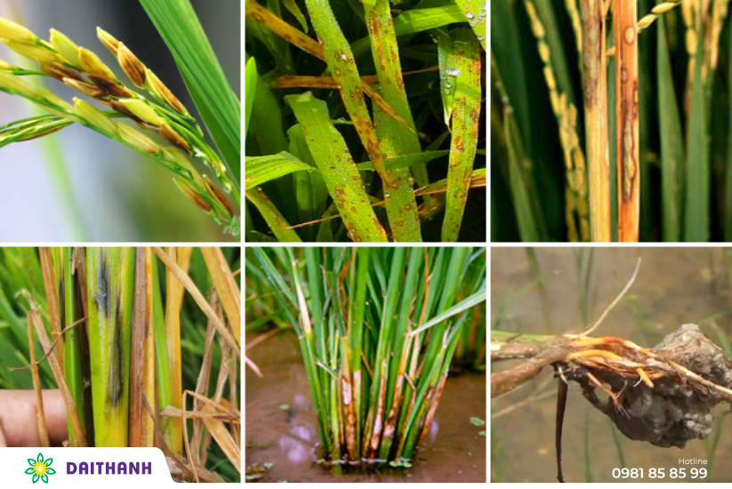 7 loại bệnh hại lúa thường phát sinh trong mùa vụ Đông Xuân 2021 - 2022 2
