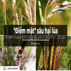“Điểm mặt” các loại sâu hại lúa mùa vụ Đông Xuân 2021 – 2022
