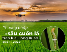 Phương pháp trừ sâu cuốn lá trên lúa triệt để trong vụ Đông Xuân 2022