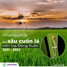 Phương pháp trừ sâu cuốn lá trên lúa triệt để trong vụ Đông Xuân 2022