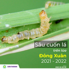 Biện pháp phòng trừ sâu cuốn lá trong vụ Đông Xuân 2021 – 2022