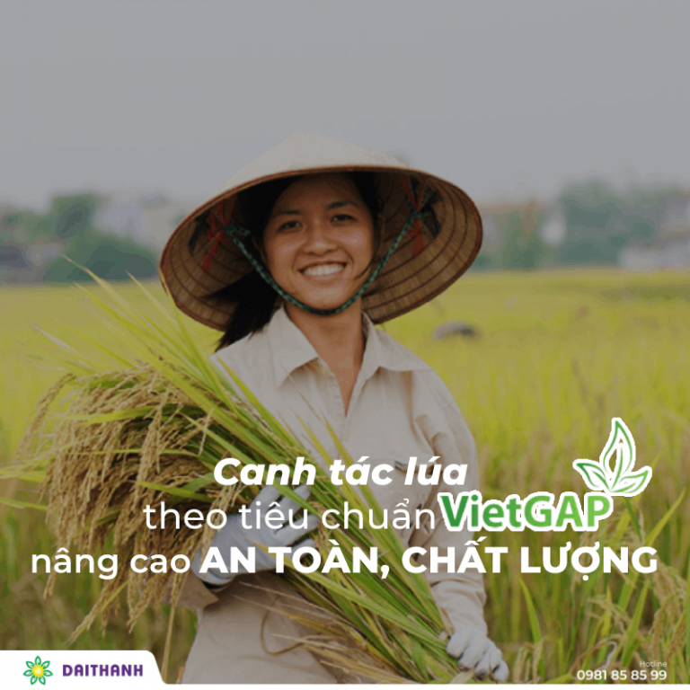Canh tác lúa theo tiêu chuẩn VietGAP nâng cao an toàn, chất lượng lúa gạo