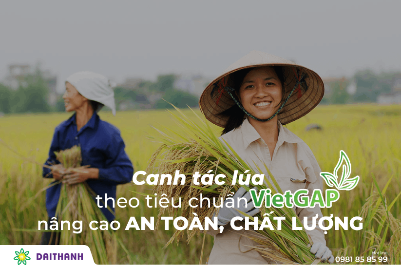 Canh tác lúa theo tiêu chuẩn VietGAP nâng cao an toàn, chất lượng lúa gạo 1