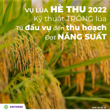 Vụ Hè Thu 2022 - Kỹ thuật trồng lúa từ đầu vụ đến đạt năng suất cao