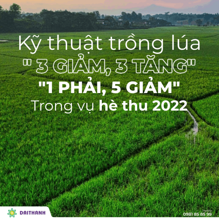 Kỹ thuật trồng lúa " 3 giảm, 3 tăng", “1 phải, 5 giảm” trong vụ hè thu 2022