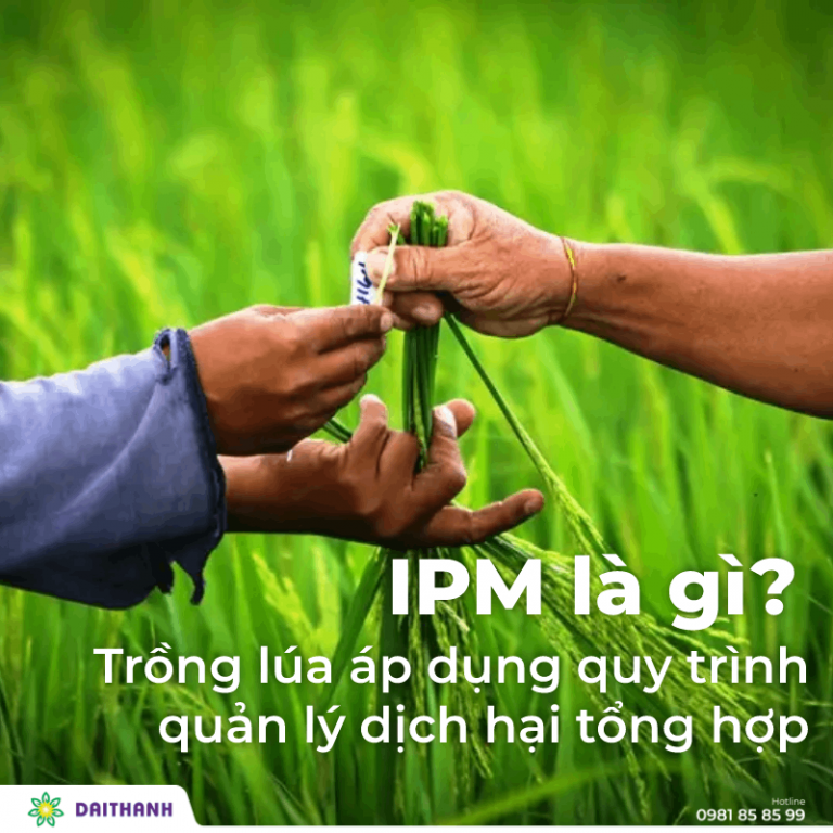 IPM là gì? Trồng lúa áp dụng quy trình quản lý dịch hại tổng hợp