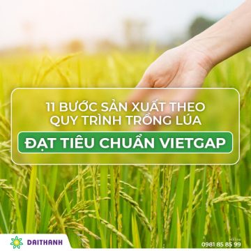 11 Bước sản xuất theo quy trình trồng lúa đạt tiêu chuẩn VietGAP