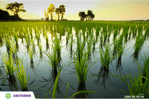 11 Bước sản xuất theo quy trình trồng lúa đạt tiêu chuẩn VietGAP 4