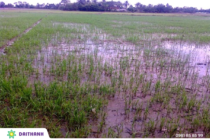 Đất nhiễm phèn và biện pháp cải tạo đất phèn trong canh tác lúa 2022 4