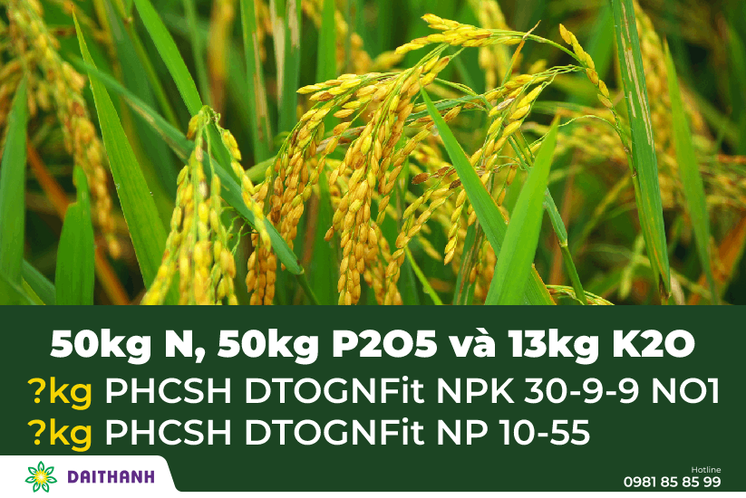 Dinh dưỡng cho cây lúa & cách tính lượng phân hữu cơ cần bón hiệu quả 5