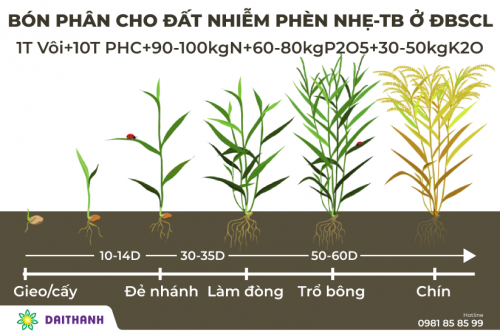 Kỹ thuật xử lý đất nhiễm phèn và cách bón phân lúa trên đất phèn 2022 5