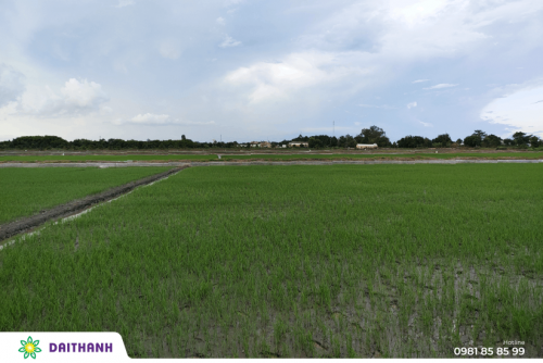 Kỹ thuật xử lý đất nhiễm phèn và cách bón phân lúa trên đất phèn 2022 4
