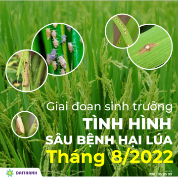 Giai đoạn sinh trưởng & tình hình sâu bệnh hại lúa phát sinh tháng 8/2022