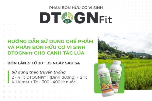 Hướng dẫn sử dụng chế phẩm và phân bón hữu cơ vi sinh DTOGNfit cho canh tác lúa 7