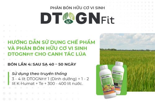 Hướng dẫn sử dụng chế phẩm và phân bón hữu cơ vi sinh DTOGNfit cho canh tác lúa 8