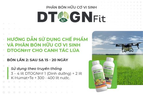 Hướng dẫn sử dụng chế phẩm và phân bón hữu cơ vi sinh DTOGNfit cho canh tác lúa 6