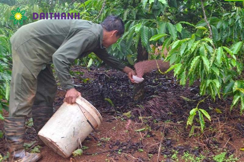 Kỹ thuật bón phân cho cây cà phê 