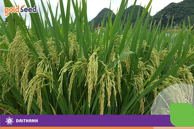 Quy trình trồng lúa: 7 bước quan trọng nhà nông cần ghi nhớ