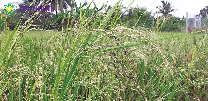 Phương pháp trừ cỏ dại cho lúa mùa