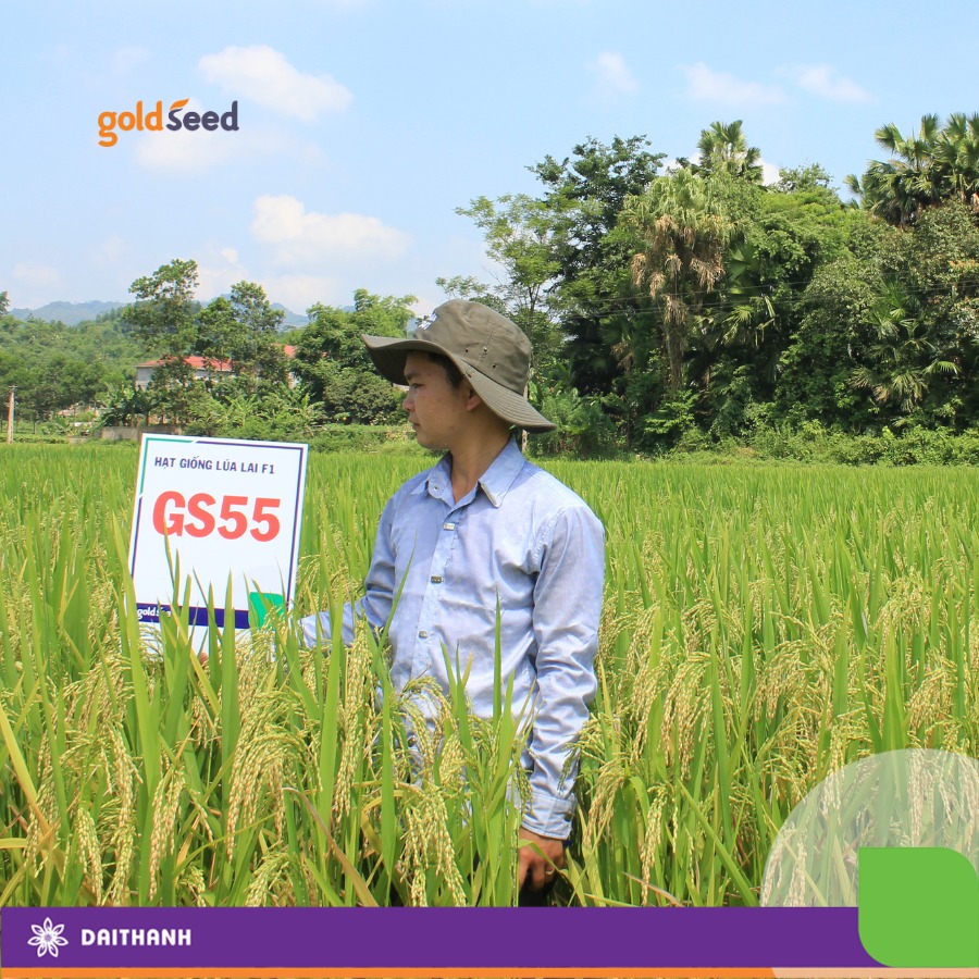 Hạt giống lúa lai GS55 tại Nghệ An