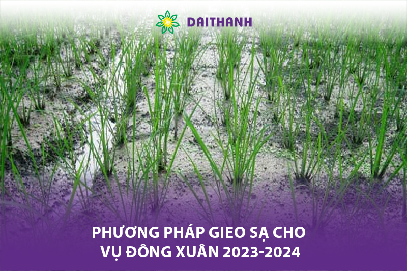 Phương pháp gieo sạ cho vụ Đông Xuân 2023-2024