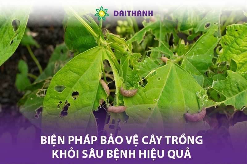 Biện pháp bảo vệ cây trồng khỏi sâu bệnh hiệu quả