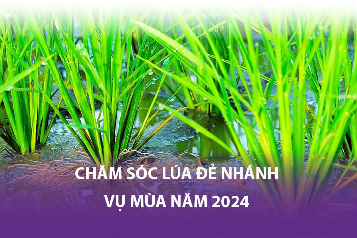 Chăm sóc Lúa đẻ nhánh vụ mùa 2024