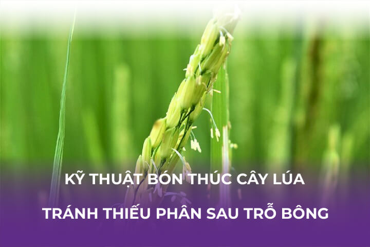 Kỹ Thuật Bón Thúc Cây Lúa Tránh Thiếu Phân Giai Đoạn Trỗ Bông