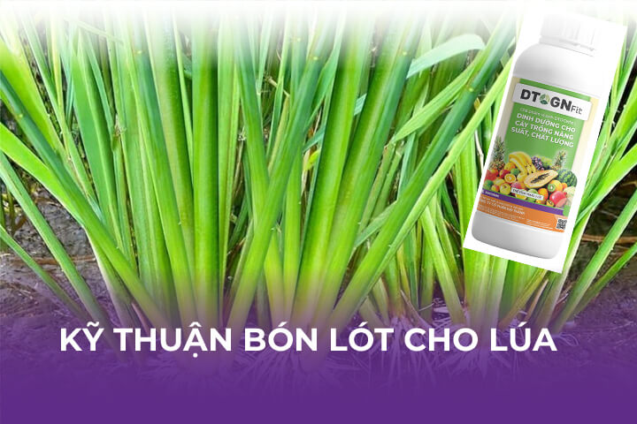 Kỹ Thuật Bón Lót Cho Lúa