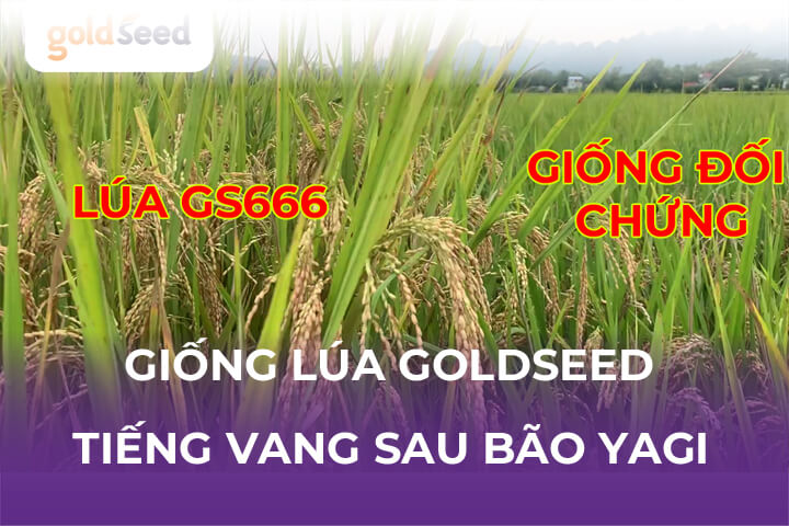 Giống Lúa Goldseed Tiếng Vang Sau Bão Yagi