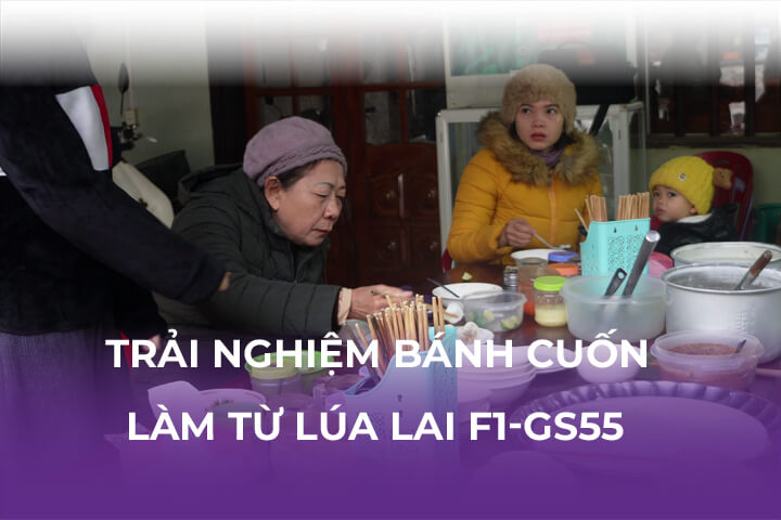 Bánh Cuốn Làm Từ Lúa Lai F1-GS55 Có Gì Đặc Biệt