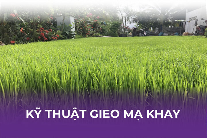 Kỹ thuật gieo mạ khay