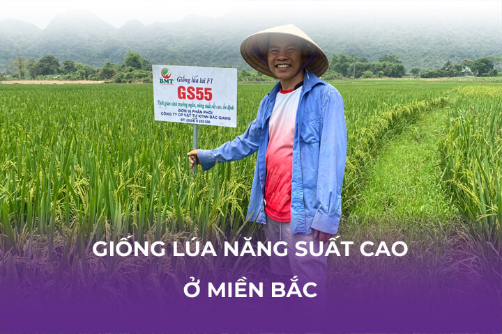 Các Giống Lúa Năng Suất Cao Ở Miền Bắc