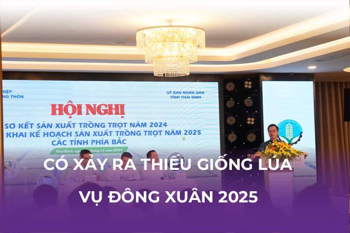 Có Xảy Ra Hiện Tượng Thiếu Giống Lúa Vụ Đông Xuân 2025?