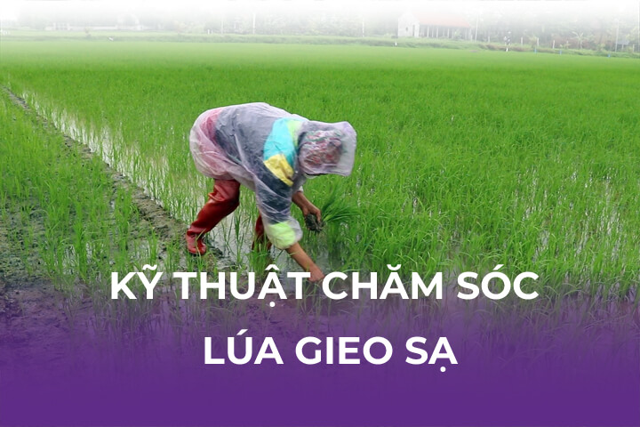 Kỹ Thuật Chăm Sóc Lúa Gieo Sạ