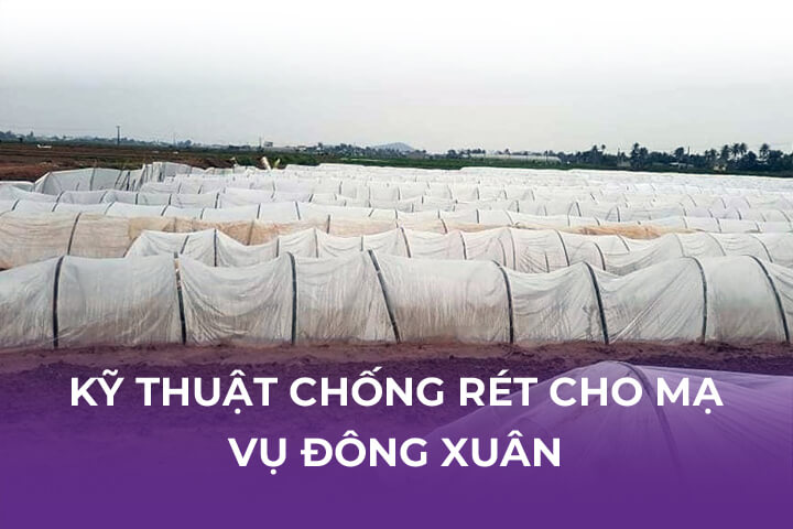 Kỹ Thuật Chống Rét Cho Mạ Vụ Đông Xuân