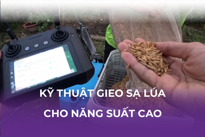 Kỹ Thuật Gieo Sạ Lúa Cho Năng Suất Cao