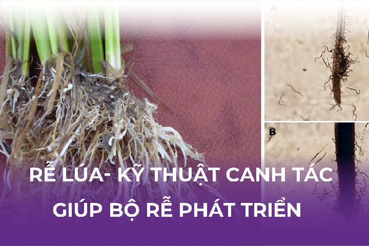 Rễ Cây Lúa- Kỹ Thuật Canh Tác Giúp Bộ Rễ Phát Triển