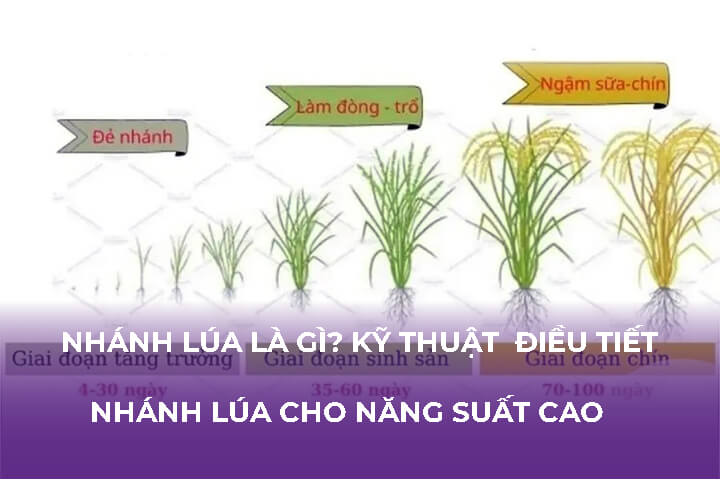 Nhánh Lúa Là Gì? Kỹ Thuật Điều Tiết Nhánh Lúa Cho Năng Suất Cao