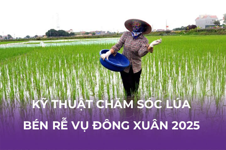 Kỹ Thuật Chăm Sóc Lúa Bén Rễ Vụ Đông Xuân 2025