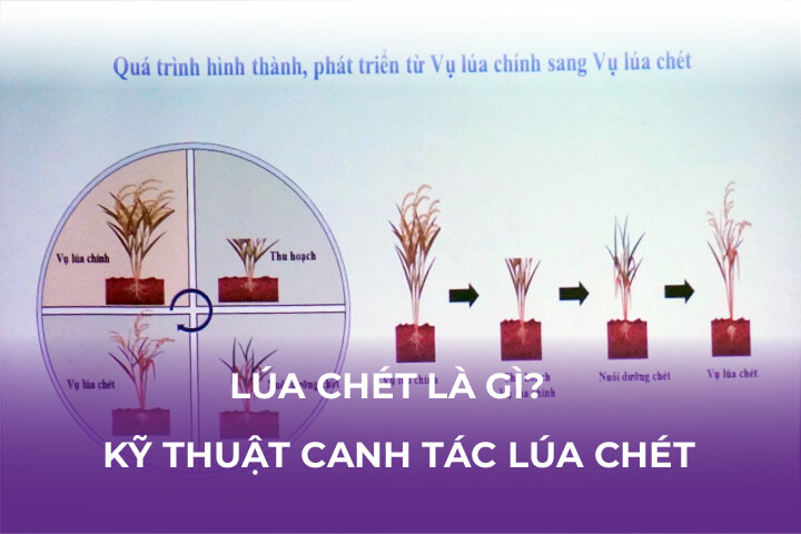 Lúa Chét Là Gì? Kỹ Thuật Canh Tác Lúa Chét