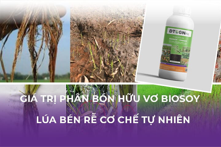 Giá Trị Phân Bón Hữu Cơ Vi Sinh BioSoy, Lúa Bén Rễ Cơ Chế Tự Nhiên