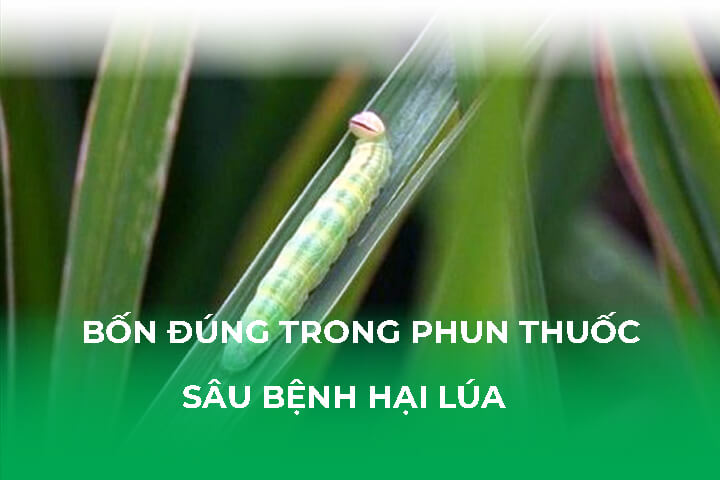 Bốn Đúng Trong Phun Thuốc Sâu Bệnh Hại Lúa Là Gì