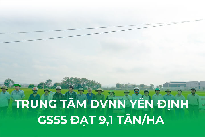Trung Tâm DVNN Yên Định- Năng Suất Lúa Lai GS55 Đạt 9,1 Tấn/ha