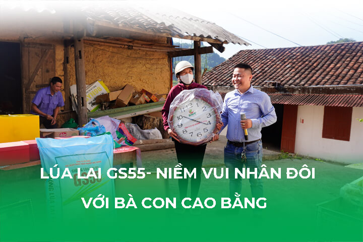 Lúa Lai GS55- Nhân Đôi Niềm Vui Với Bà Con Cao Bằng