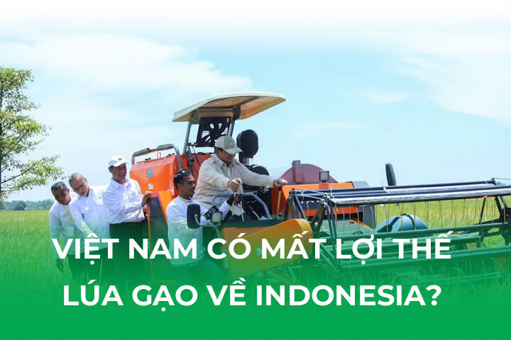 Việt Nam Có Mất Lợi Thế Sản Xuất Lúa Gạo Về Indonesia