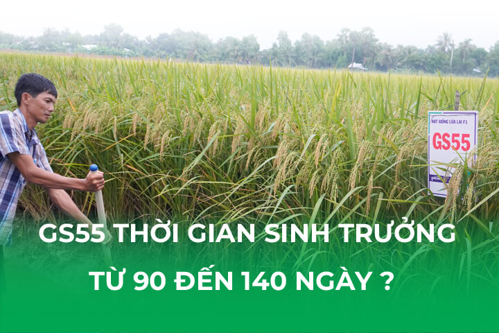 Tại Sao Lúa GS55 Có Thời Gian Sinh Trưởng Từ 90 Đến 140 Ngày?