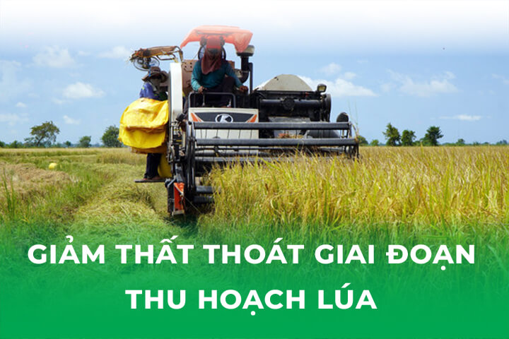 Giảm Thất Thoát Lúa Giai Đoạn Thu Hoạch