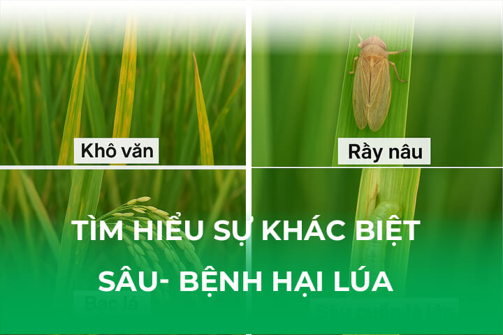 Tìm Hiểu Khác Biệt Giữa Sâu Hại Lúa Và Bệnh Hại Lúa