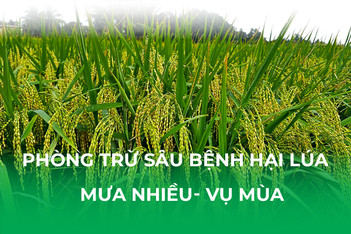 Phòng trừ sâu bệnh hại lúa thời tiết mưa nhiều Vụ mùa